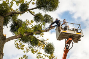 Tree Maintenance