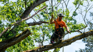 Tree Services